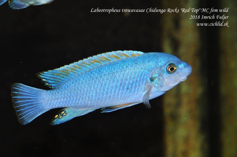 Labeotropheus trewavasae 'Chidunga Rocks'